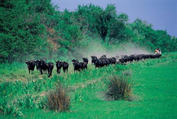 Joli Mazet Provencal De Camargue Villa Arles Exterior foto