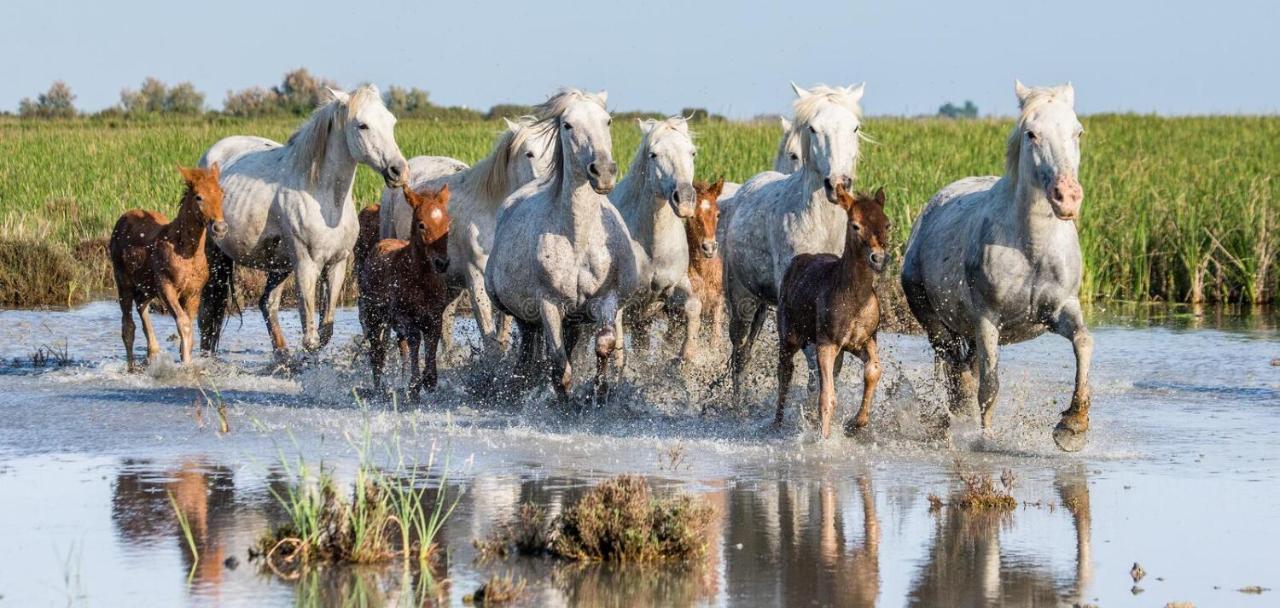 Joli Mazet Provencal De Camargue Villa Arles Exterior foto